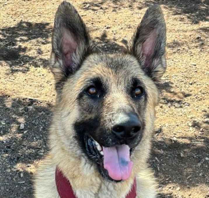 Photo of Scout