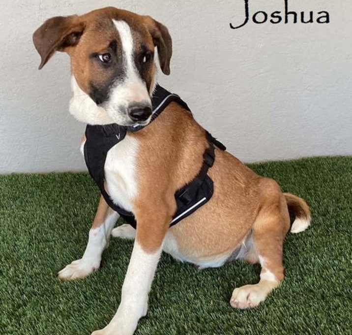 Photo of Joshua