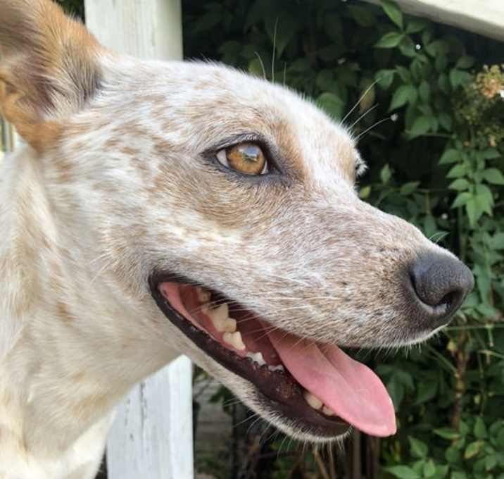 Photo of Ginger II (New Digs)