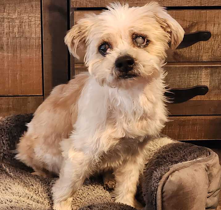 Photo of Oscar