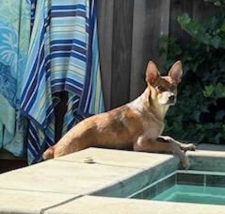 Photo of Puppy