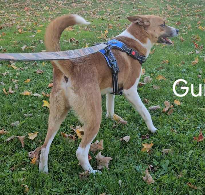 Photo of Gunner