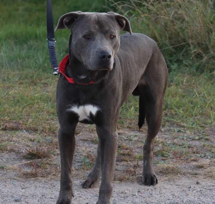 Photo of Brody