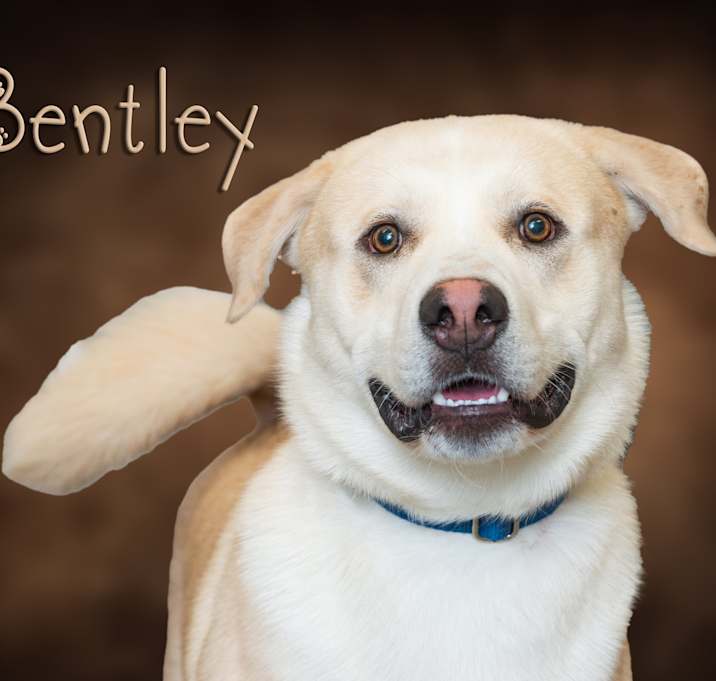 Photo of Bentley