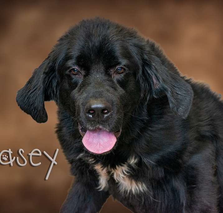 Photo of Casey