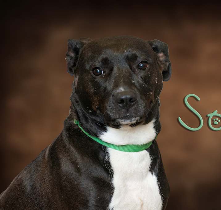 Photo of Sox