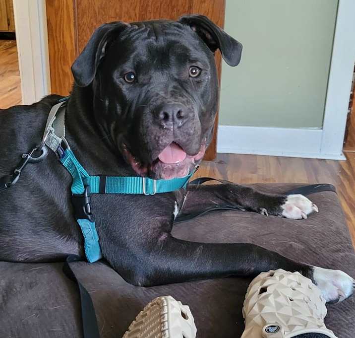Photo of Alfie