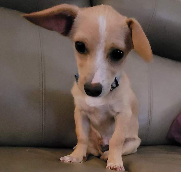Photo of Pecan
