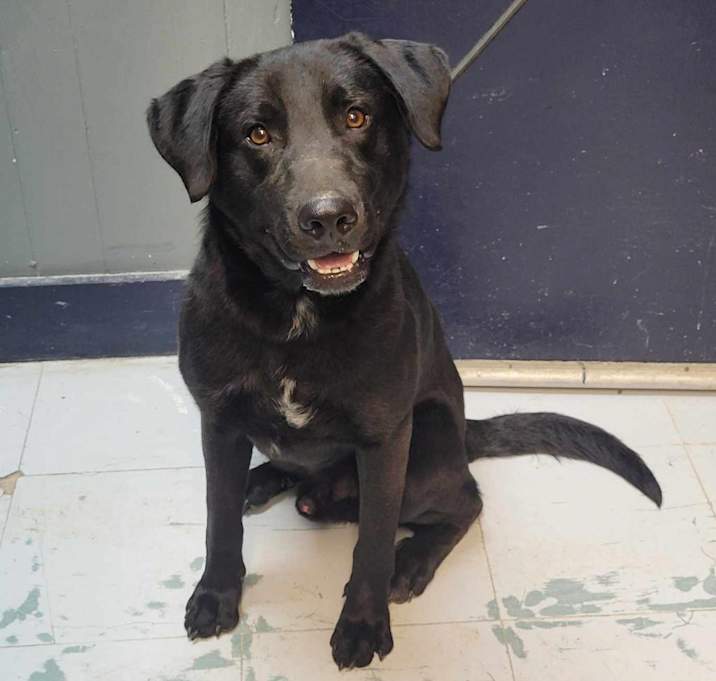Photo of Archie