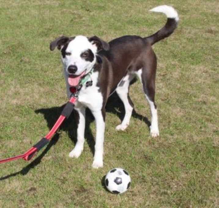 Photo of Lucky