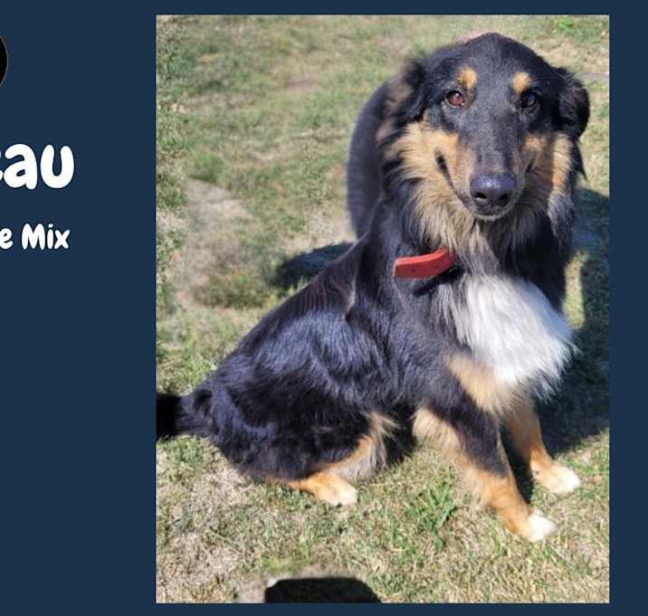 Photo of Beau