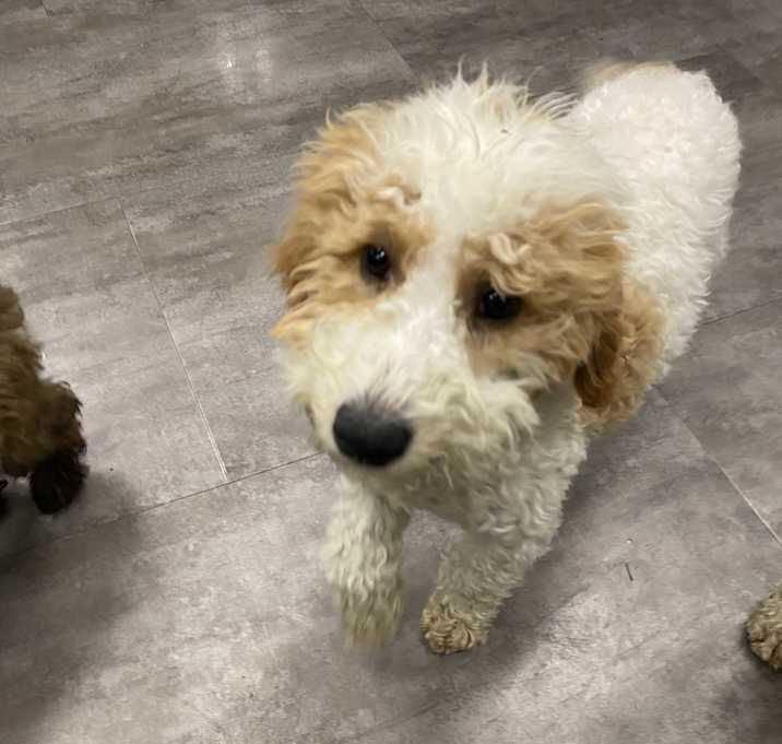 Photo of Casper