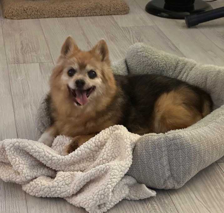 Photo of Daisy - spunky!