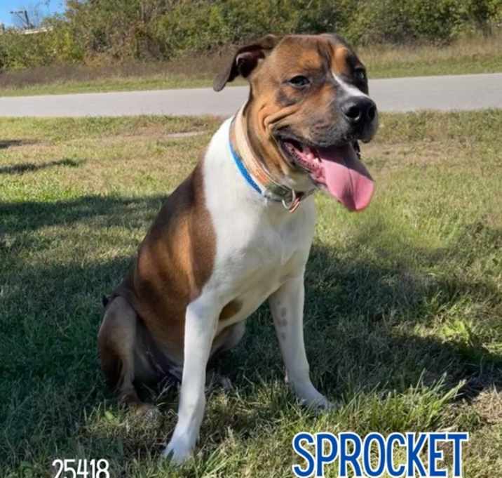 Photo of Sprocket