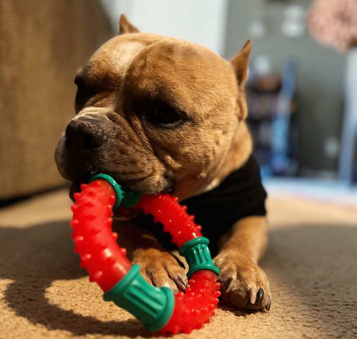 Photo of Scooby