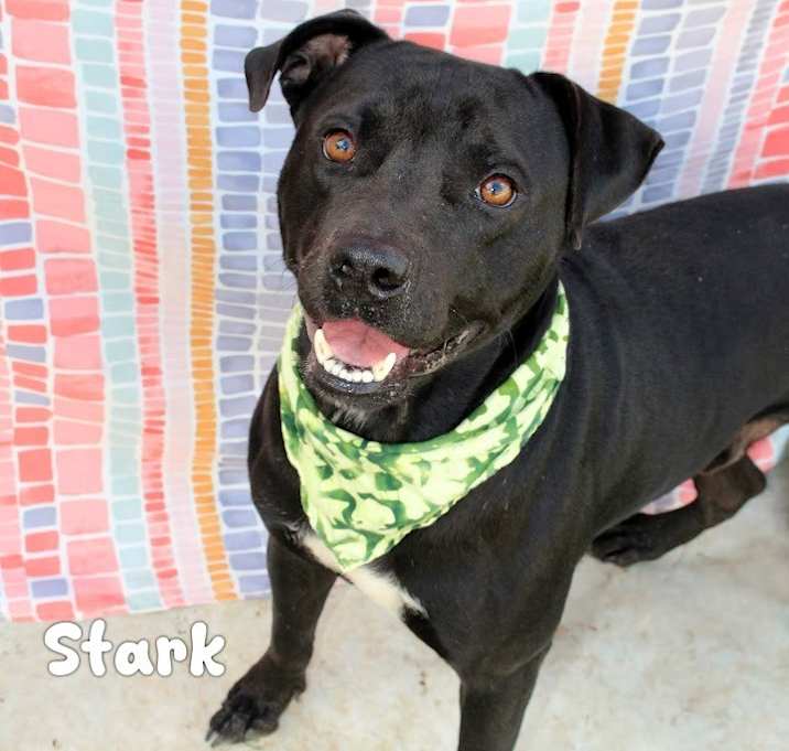 Photo of Stark
