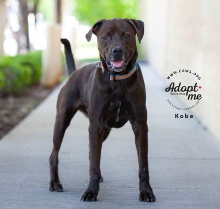 Photo of Kobe