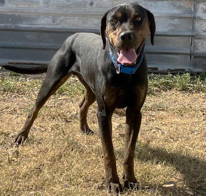 Photo of Buck