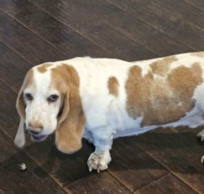 Photo of Scooter