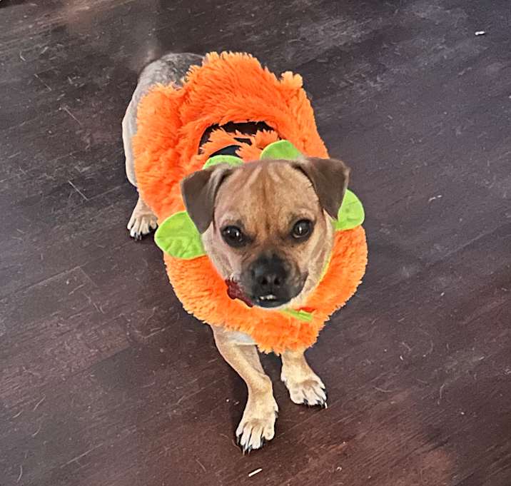 Photo of Buster