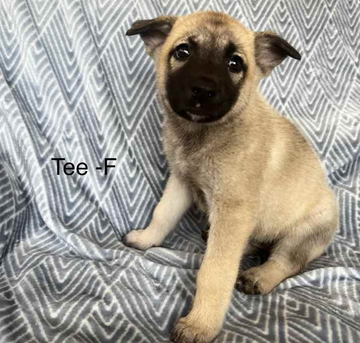 Photo of Tee