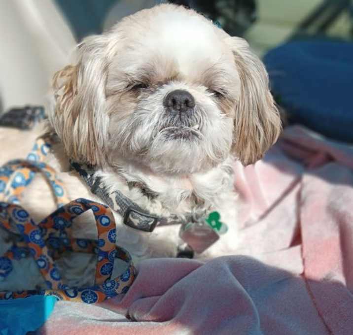 Photo of Chancey - OS