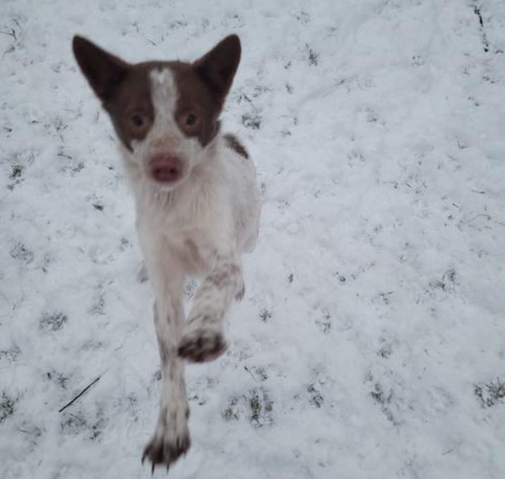 Photo of Samjamm PENDING ADOPTION