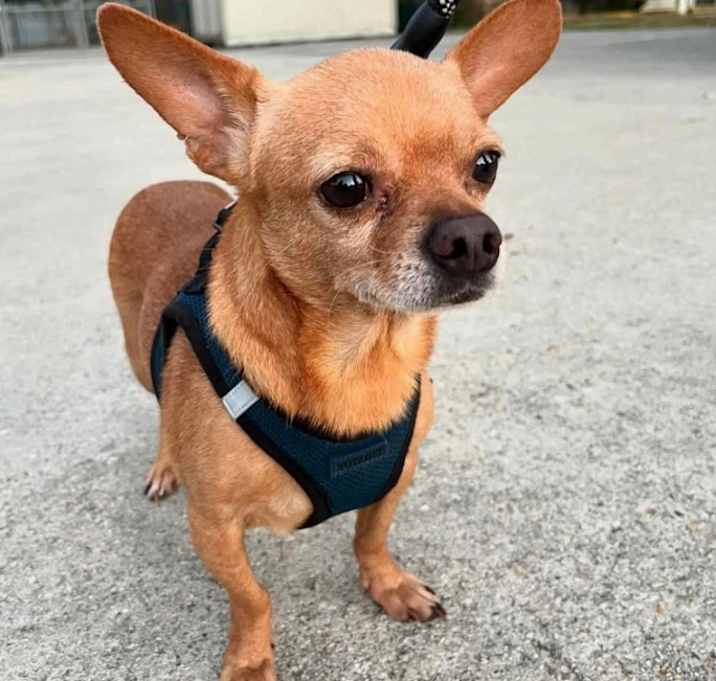 Photo of Wilbur