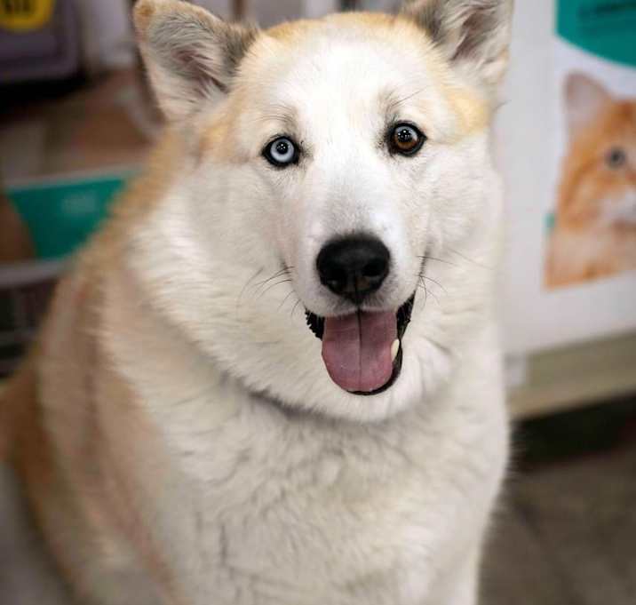 Photo of Koda