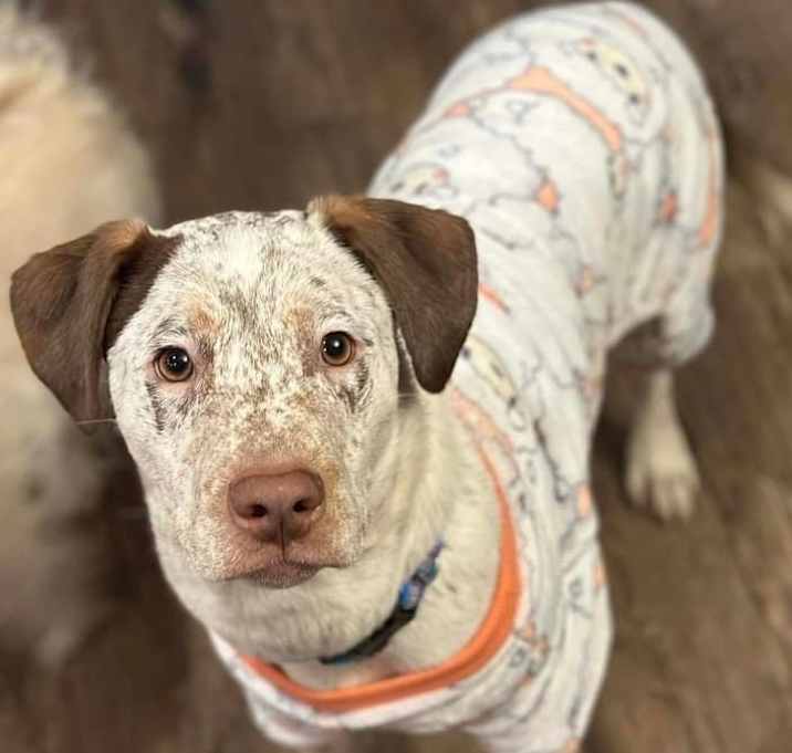 Photo of Dexter