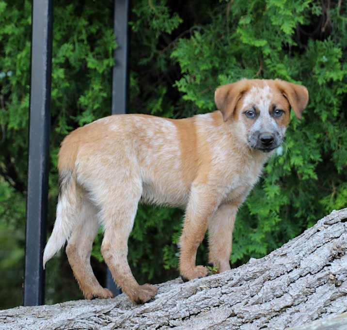 Photo of PARKER ***good with cats!***