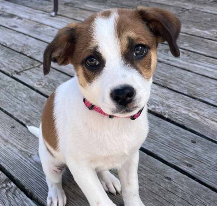 Photo of Crumpet