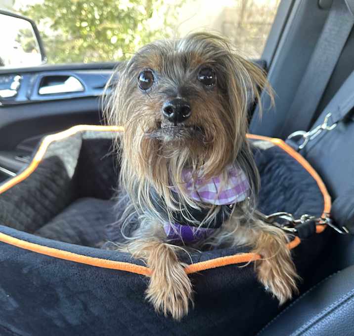 Photo of Pixie