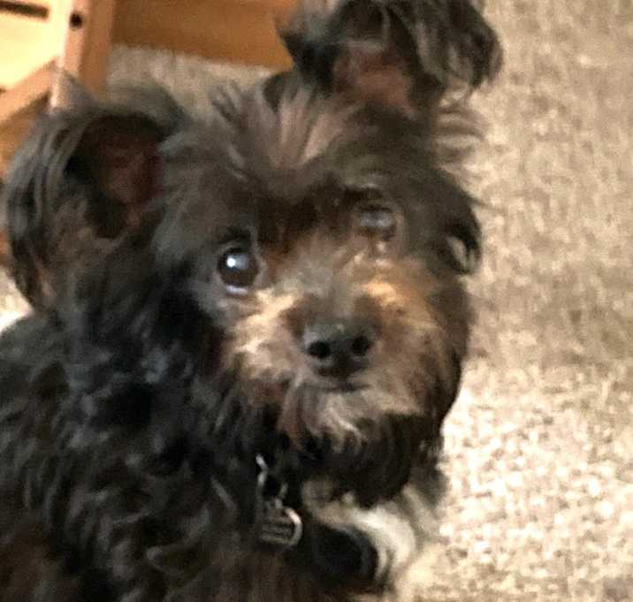 Photo of Pookie Bear