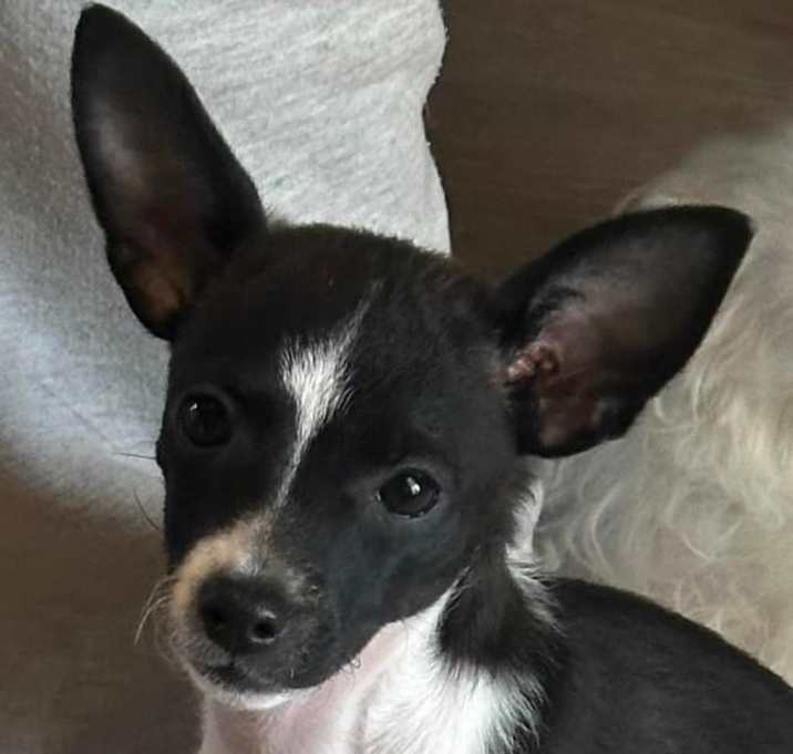 Photo of Pauley