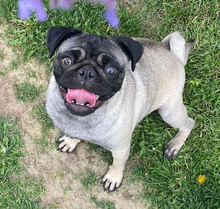 Photo of Pugsley Ann