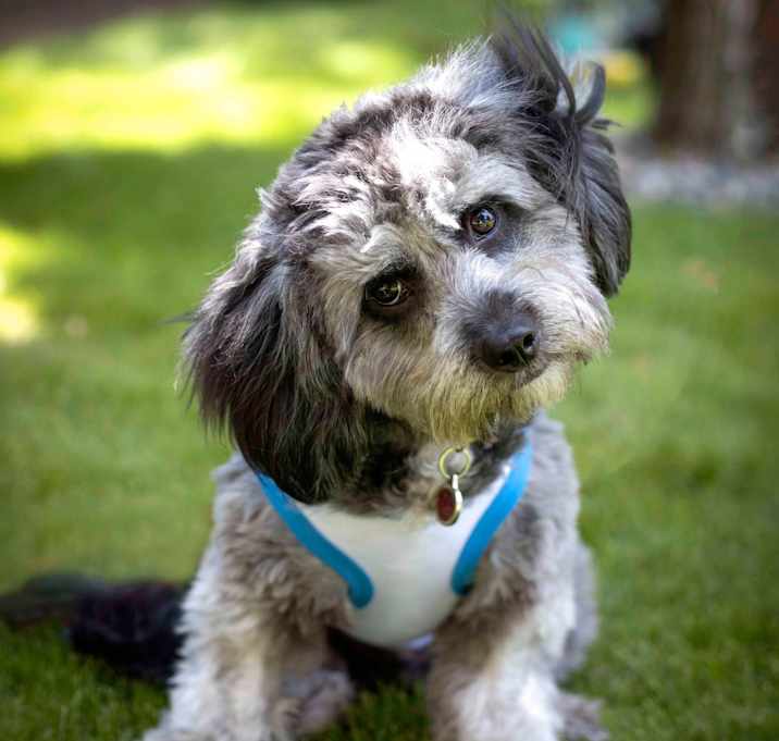 Photo of Skippy