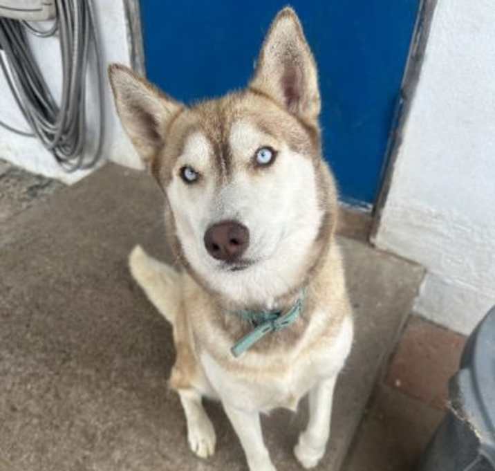 Photo of Luna