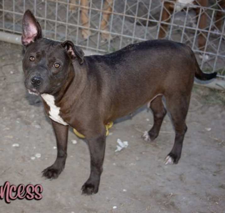 Photo of Princess