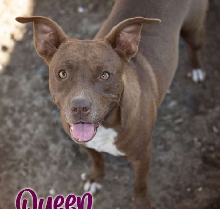Photo of Queen