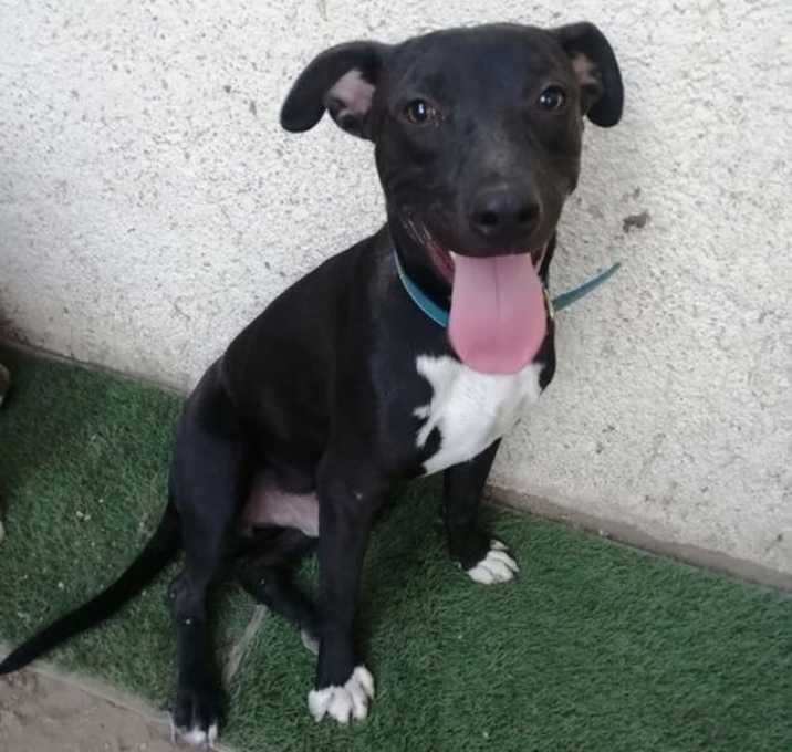 Photo of Pepito