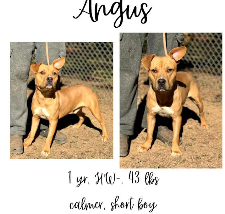 Photo of Angus