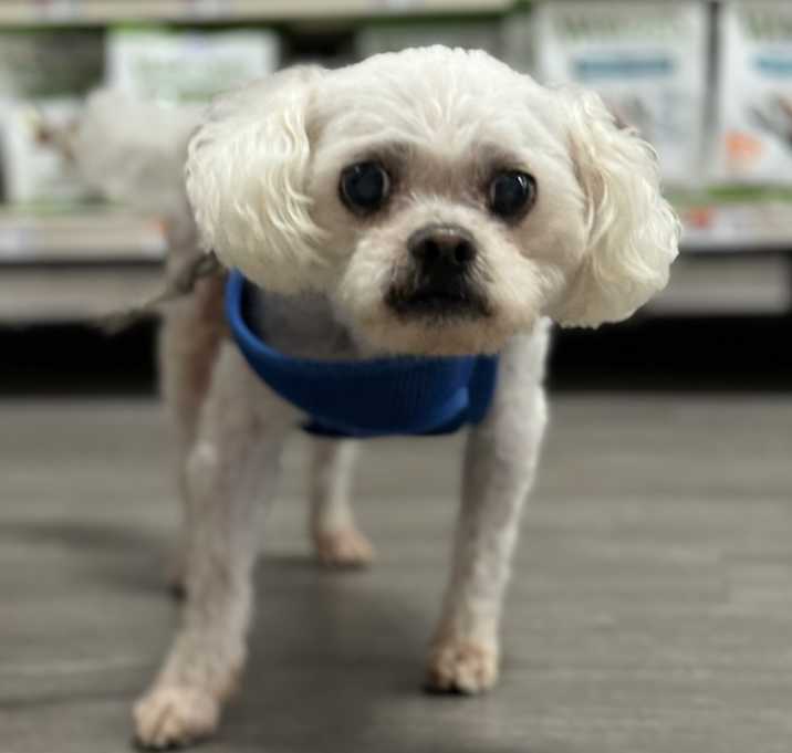 Photo of Max-Adopted!