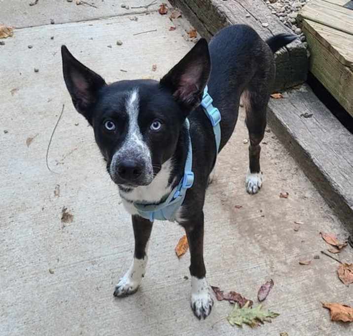 Photo of Atlas