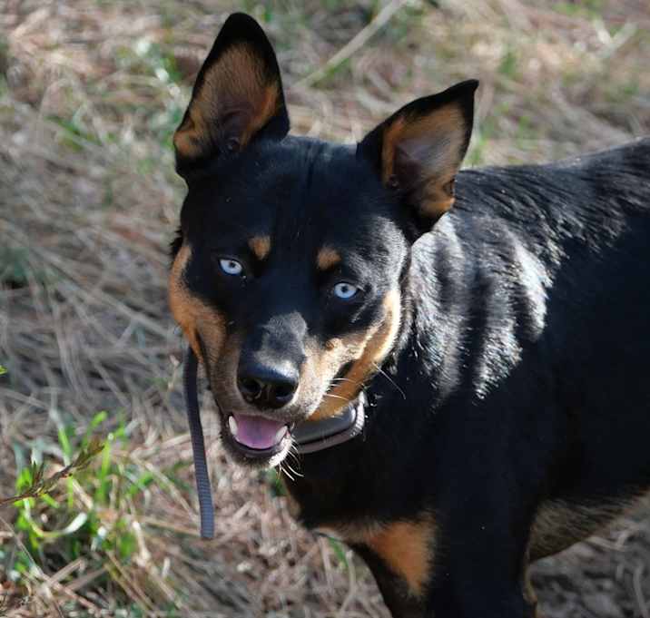 Photo of Ryker