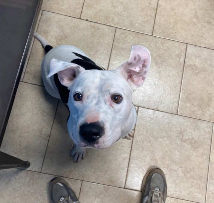 Photo of Ranger- In foster