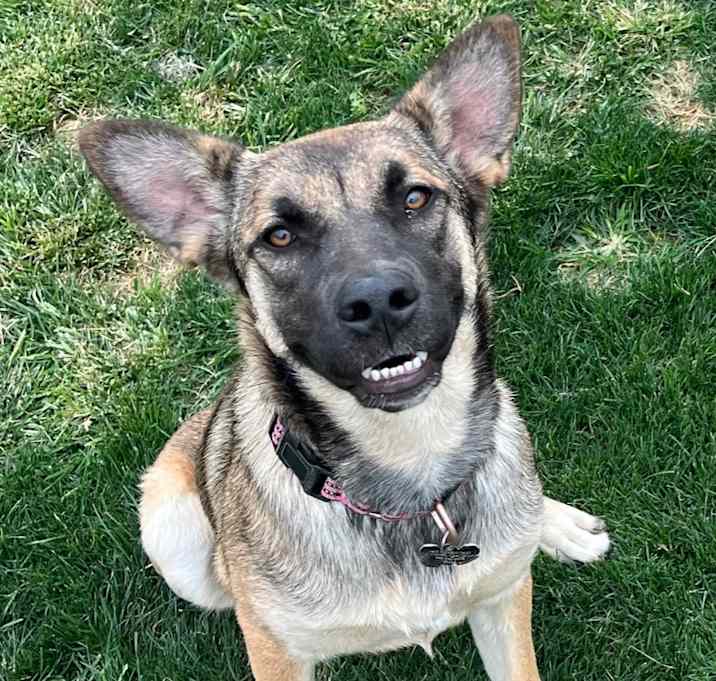Photo of Koda