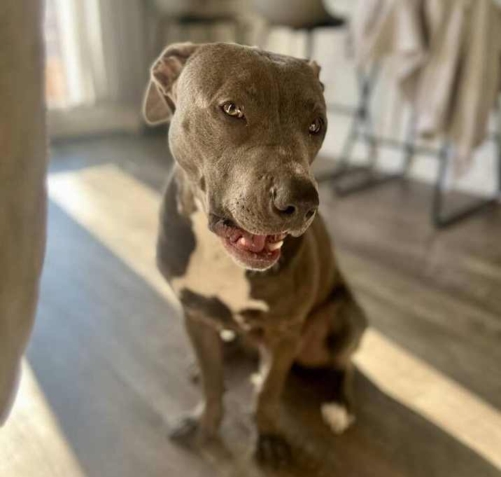 Photo of Bingo aka Hank