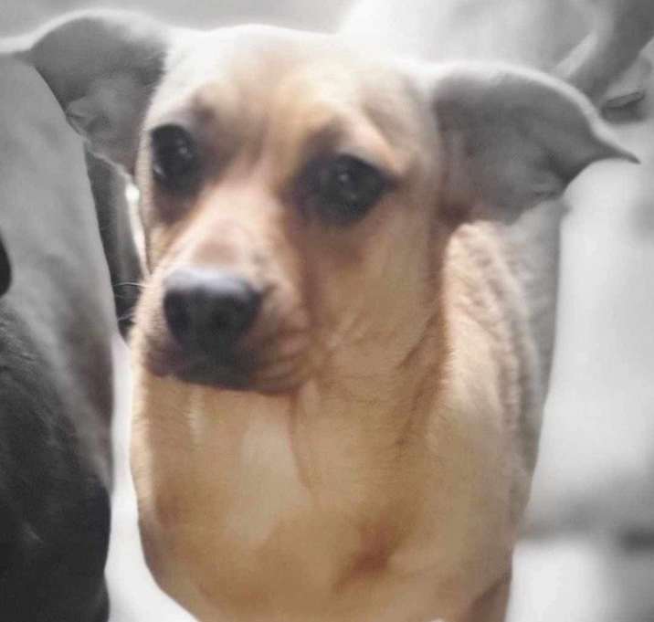 Photo of Tinkerbell