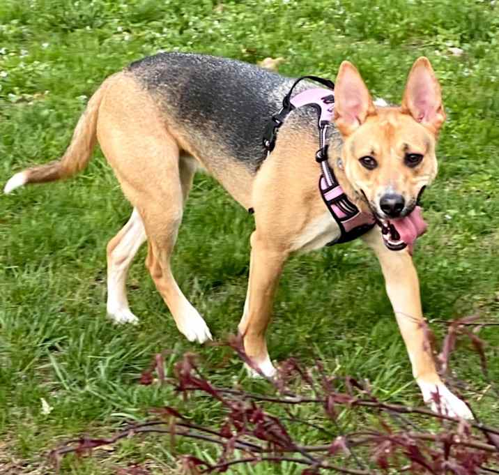 Photo of Luna